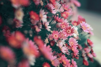 倾斜转变镜头摄影粉红色的花
